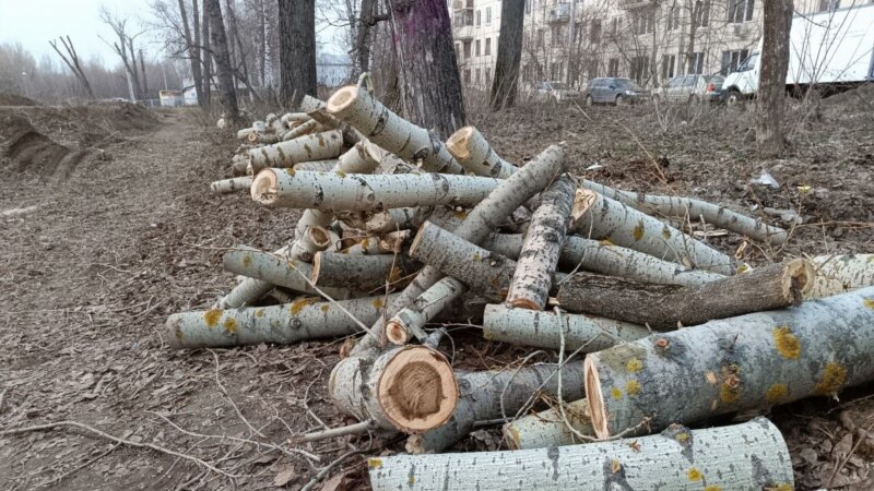 Казанцы снова жалуются на массовые вырубки деревьев
