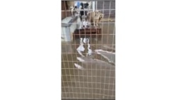 Приют "Открой свое сердце" во время наводнения, Приморье.mp4