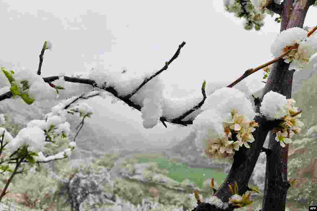 The branch of a plum tree is covered in fresh snow in the Keraman Valley in the Dara district of Afghanistan&#39;s Panjshir Province on April 29.