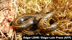 تاکیمِنویدِس هاریسون‌فوردی