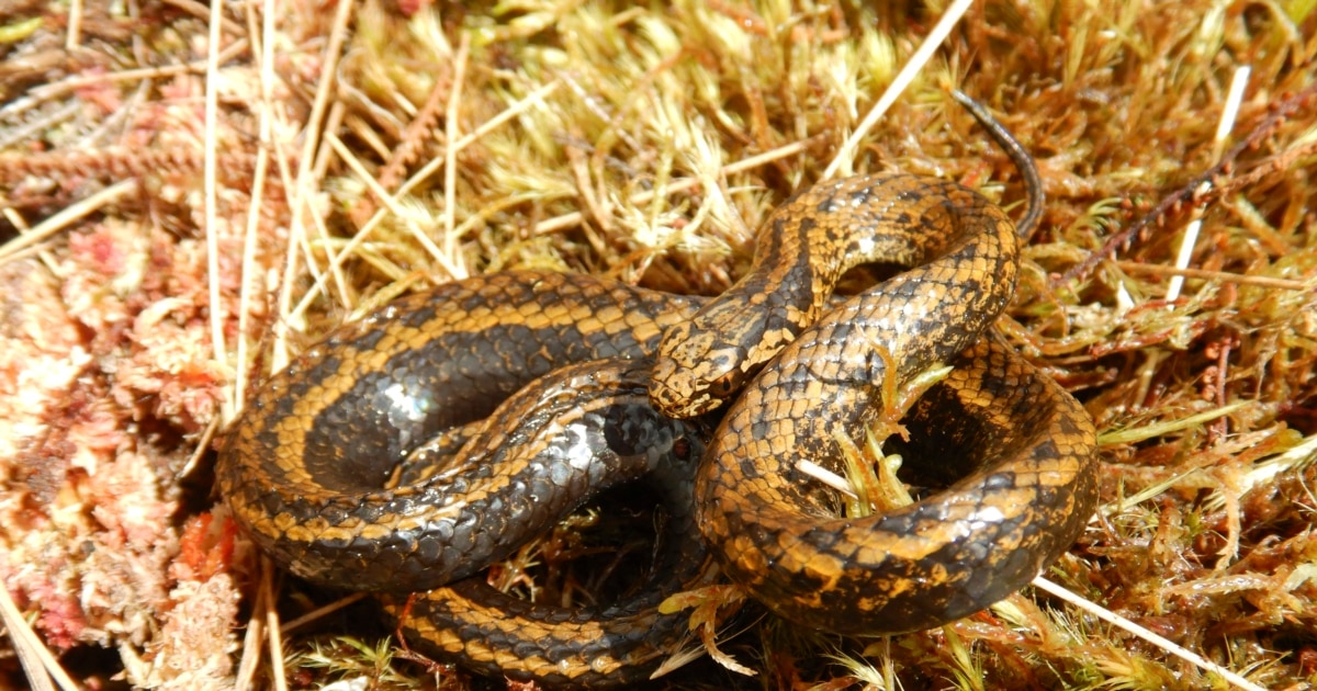 BMW порно Жалаңаш патшайымның видеосы xcadr