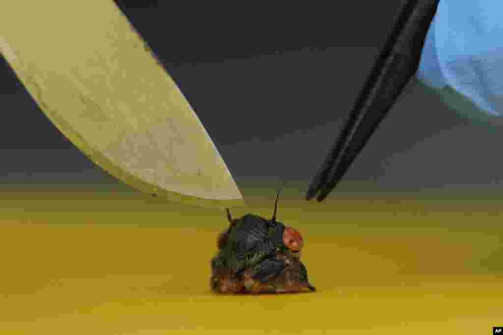 Analiza glave cikade nakon što je profesor mikologije sa Univerziteta West Virginia Matt Kasson odrezao glavu i grudni koš živom insektu zaraženom gljivom massospora cicadina, u Morton Arboretumu, Lisle, Illinois, SAD, 6. juna.