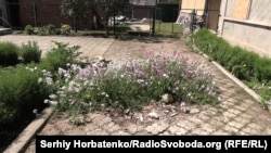 Квіти, що виросли на місці прильоту російської міни, серпень 2023 року