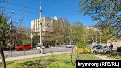 Деревья после глубокой обрезки у Куйбышевского рынка в Симферополе. Крым, апрель 2024 года