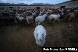 Zhamlika's flock of Edilbaev sheep at their winter home.