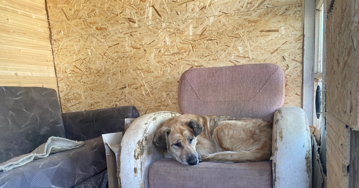 ყვარელში ორ დღეში ორი ძაღლი „განსაკუთრებული სისასტიკით“ მოკლეს