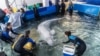 Oceanografic din Valencia, Georgia Aquarium și SeaWorld au colaborat cu Delfinariul NEMO din Ucraina pentru evacuarea balenelor din Harkov.