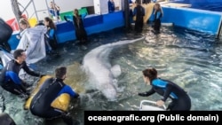 Oceanografic din Valencia, Georgia Aquarium și SeaWorld au colaborat cu Delfinariul NEMO din Ucraina pentru evacuarea balenelor din Harkov.
