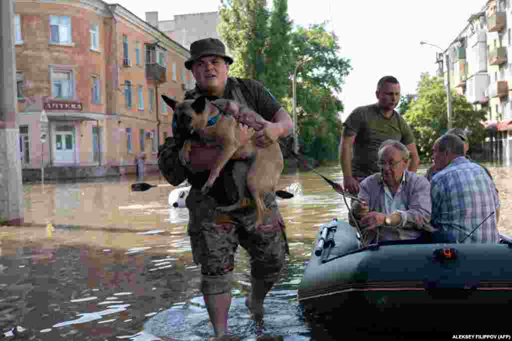 Sute de ucraineni, militari și civili ajută la salvarea animalelor din regiunea Herson în urma inundațiilor de după explozia barajului Nova Kakhovka.