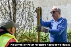 Niedermüller Péter erzsébetvárosi polgármester fát ültet a Föld napján