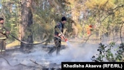 Тушение лесного пожара. Абайская область, 11 июня 2023 года