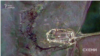 Журналісти виявили російську РЛС біля Керчі – супутникові фото 