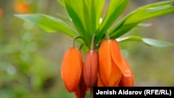 Айгүл. Иллюстрациялык сүрөт.