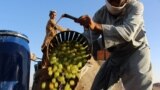 AFGHANISTAN AGRICULTURE