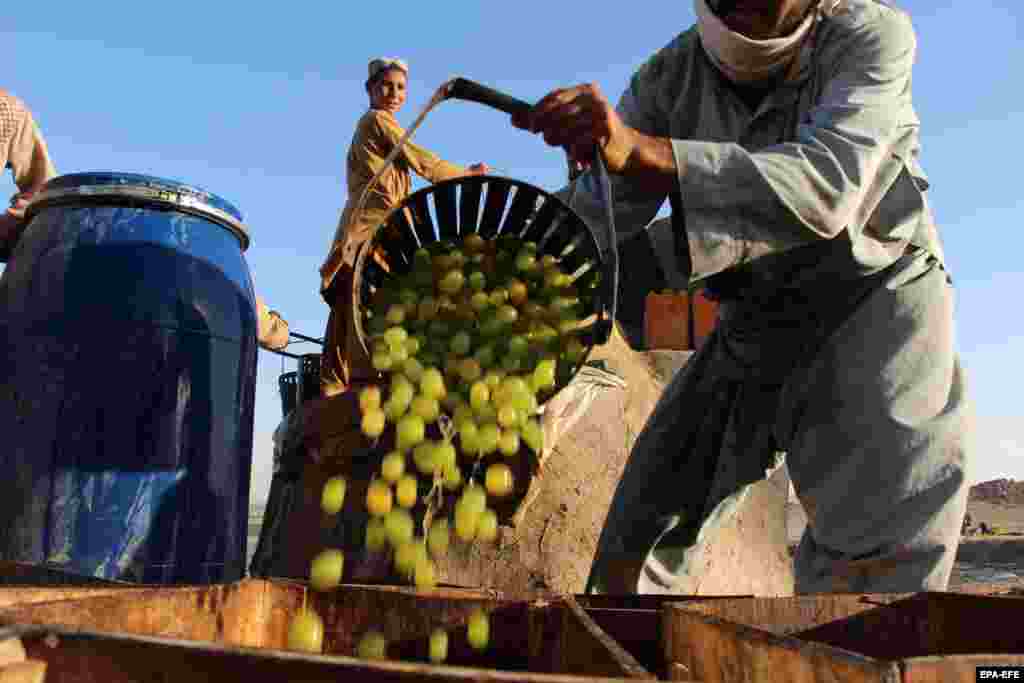 Workers prepare grapes for raisin production in Kandahar on September 11. The region, once famous for its pomegranates and grapes, has exported 10,000 tons of raisins worth $32 million from the cash-strapped, impoverished country, which is facing a catastrophic humanitarian crisis under the leadership of the Taliban, which took control in 2021.