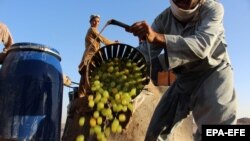 Workers prepare grapes for raisin production in Kandahar on September 11.<br />
<br />
The region, once famous for its pomegranates and grapes, has exported 10,000 tons of raisins worth $32 million from the cash-strapped, impoverished country, which is facing a catastrophic humanitarian crisis under the leadership of the Taliban, which took control in 2021.