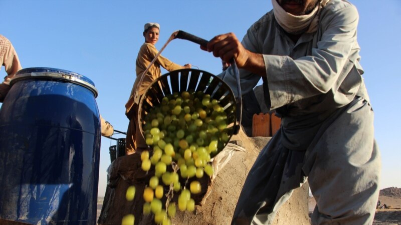 Proizvodnja grožđica spas za poljoprivrednike Kandahara