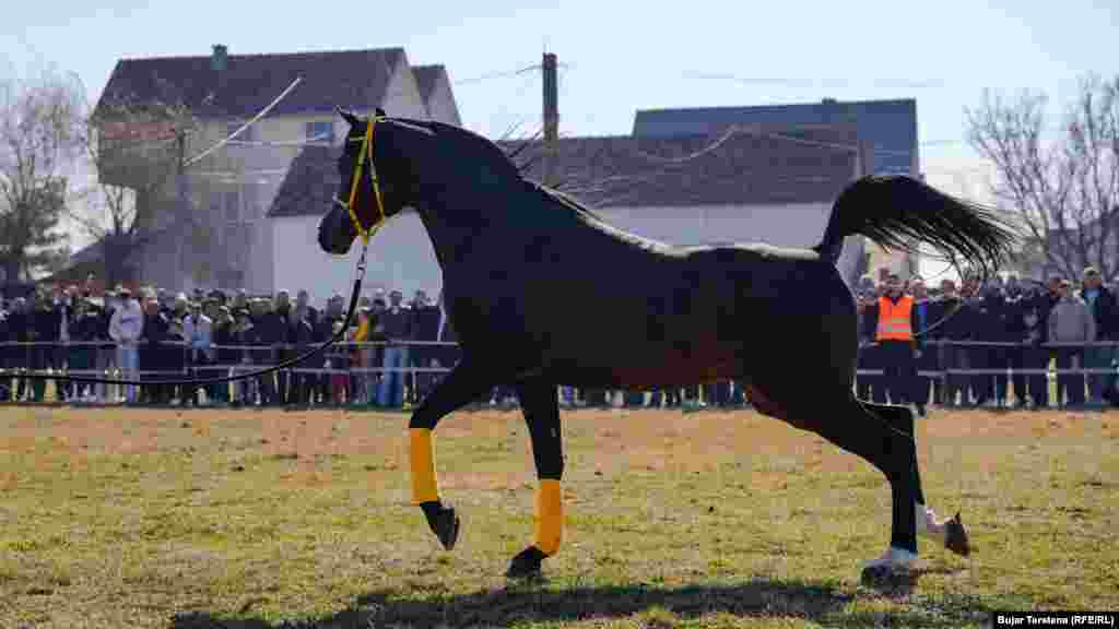 Një kalë i racës arabe, duke marrë pjesë në garë. Kjo racë e kuajve konsiderohet një prej racave më të vjetra në botë dhe origjinën e kanë në Gadishullin Arabik.&nbsp;