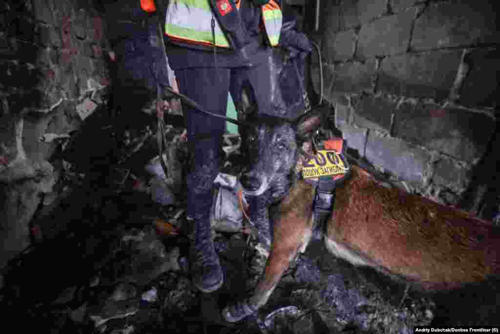 A member of the Antares team with its handler Some of the dogs trained by the Ukrainian volunteers are specialists at finding bodies, others are &quot;all-rounders&quot; who can sniff out both survivors and victims. &nbsp;