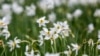 Lule narcisi - Në gjuhën lokale, kjo lule quhet &quot;Dhëmbi i gjyshes&quot;, ndërsa shkencërisht njihet si Narcissus poeticus.<br />
<br />
&nbsp;