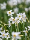 Lule narcisi - Në gjuhën lokale, kjo lule quhet &quot;Dhëmbi i gjyshes&quot;, ndërsa shkencërisht njihet si Narcissus poeticus.<br />
<br />
&nbsp;