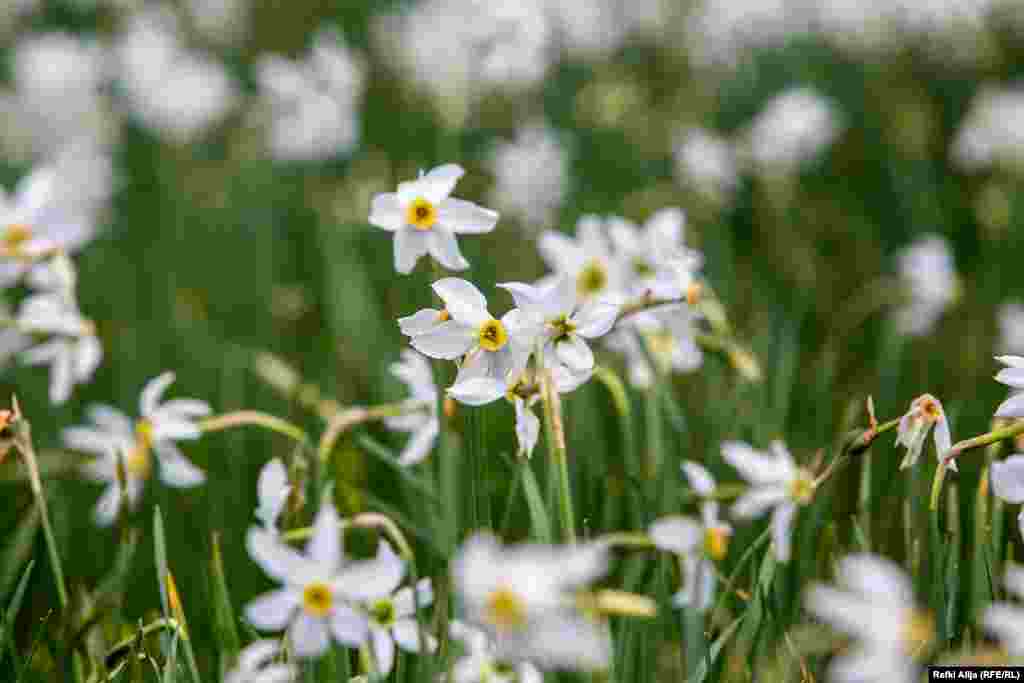 Lule narcisi - Në gjuhën lokale, kjo lule quhet &quot;Dhëmbi i gjyshes&quot;, ndërsa shkencërisht njihet si Narcissus poeticus. &nbsp;