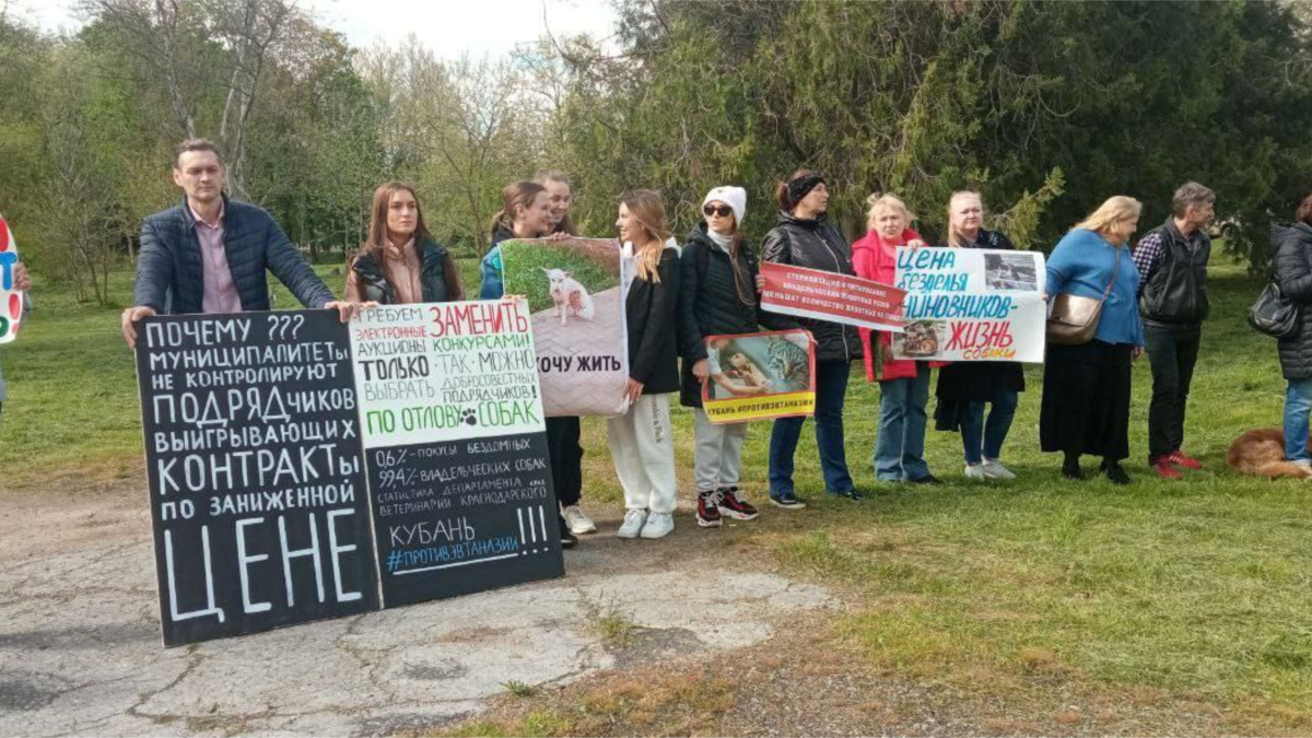 A picket was held in Kuban against the ban on helping homeless animals