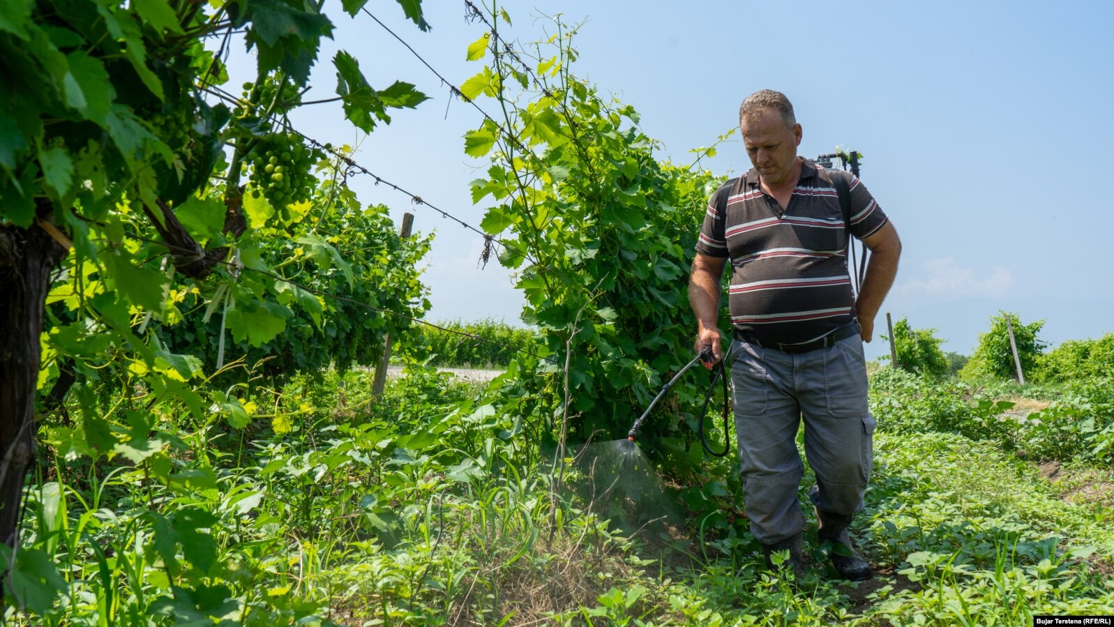 Një punëtor duke spërkatur hardhitë kundër sëmundjeve që thonë se u shkaktuan nga moti i keq.