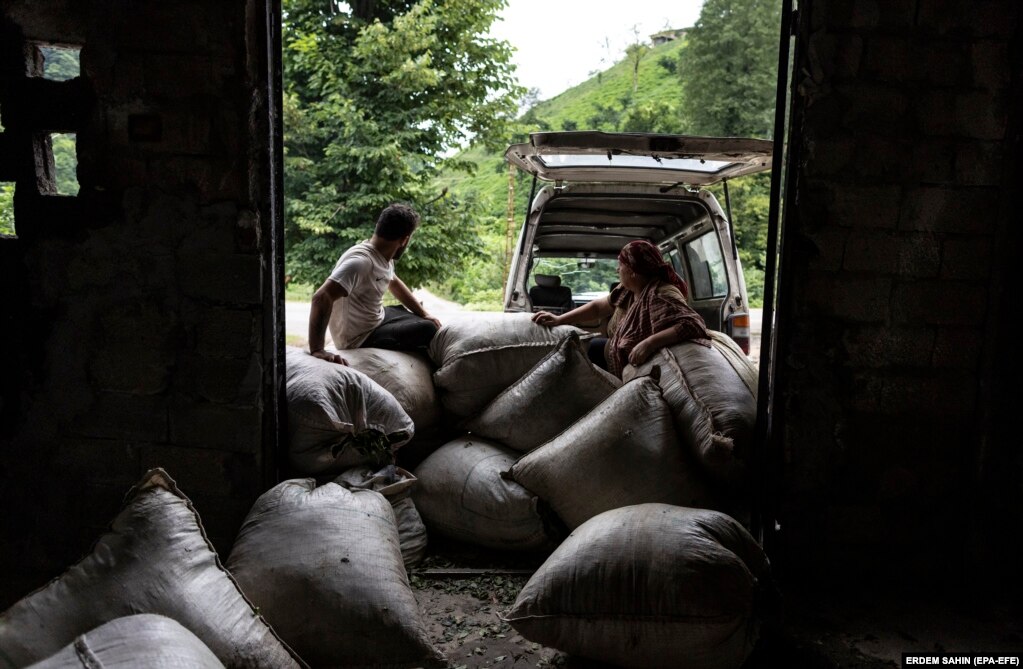 Durante il primo decennio del 21° secolo, i georgiani costituivano la maggior parte dei lavoratori stagionali nelle piantagioni di tè turche.  Tuttavia, il crollo della lira turca negli ultimi anni ha reso questo lavoro stagionale meno attraente per i georgiani.