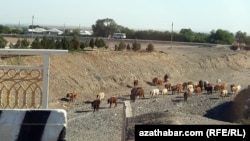 Obanyň çetinde otlaýan sygyrlar. Türkmenistan (arhiw suraty).