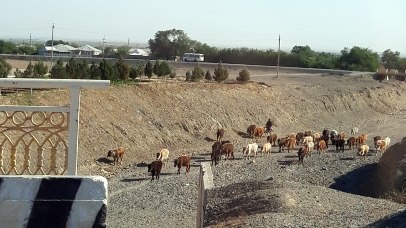 Iri şahly mallaryň haram ölmegi bilen bagly ýagdaýlar Lebapda hem köpeldi