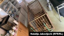 Nadležni u Zoološkom vrtu Palić su se 16 dana borili za život mladunca lava pronađenog u Subotici 21. septembra. 