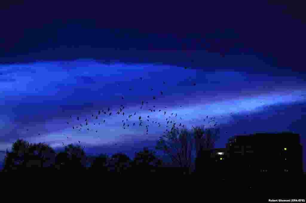 Black crows are silhouetted against the sky as they return from the surrounding fields inside the city of Bucharest.