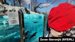 Klimatizovani bazen za pingvine u Beogradskom zoološkom vrtu