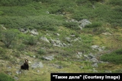 Медведь в Баргузинском заповеднике чувствует себя хорошо, его часто видят ученые. Фото: Андрей Разуваев