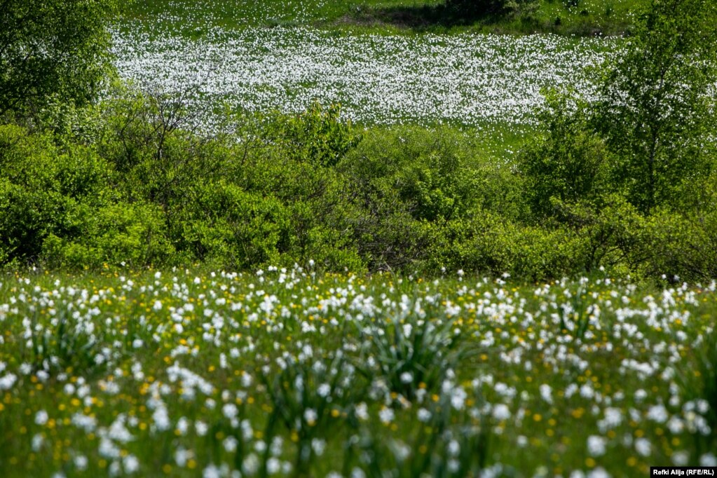 Lulja e narcisit shtrihet në një sipërfaqe prej rreth 15 hektarësh.
