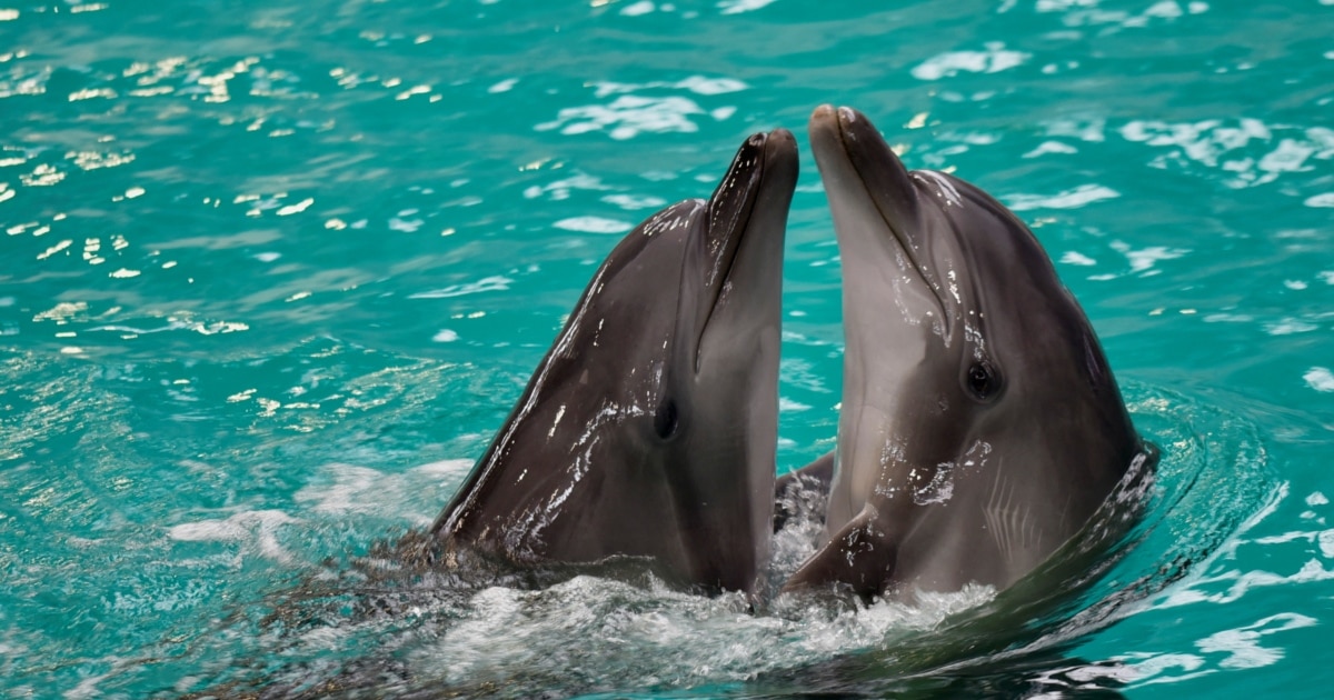 Dolphin Refugees From Ukraine Delight Romanian Children