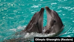 Дельфины-беженцы. Животные из Украины нашли приют в Румынии, но не все