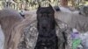 Vasia cane corso