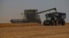 Эмбарго на зерно из Украины: «Никто не хочет работать себе в ущерб»