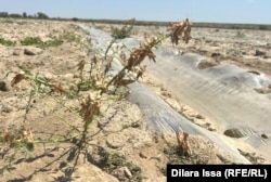 Уничтоженное саранчой поле в Туркестанской области