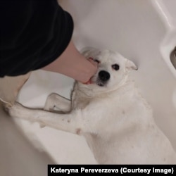 Собака Катерини Переверзевої ховається у ванній від вибухів