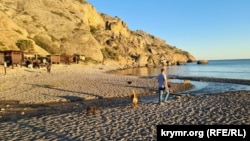 Стая собак у оборудованной зоны отдыха у мыса Алчак – Крым, май 2024 года