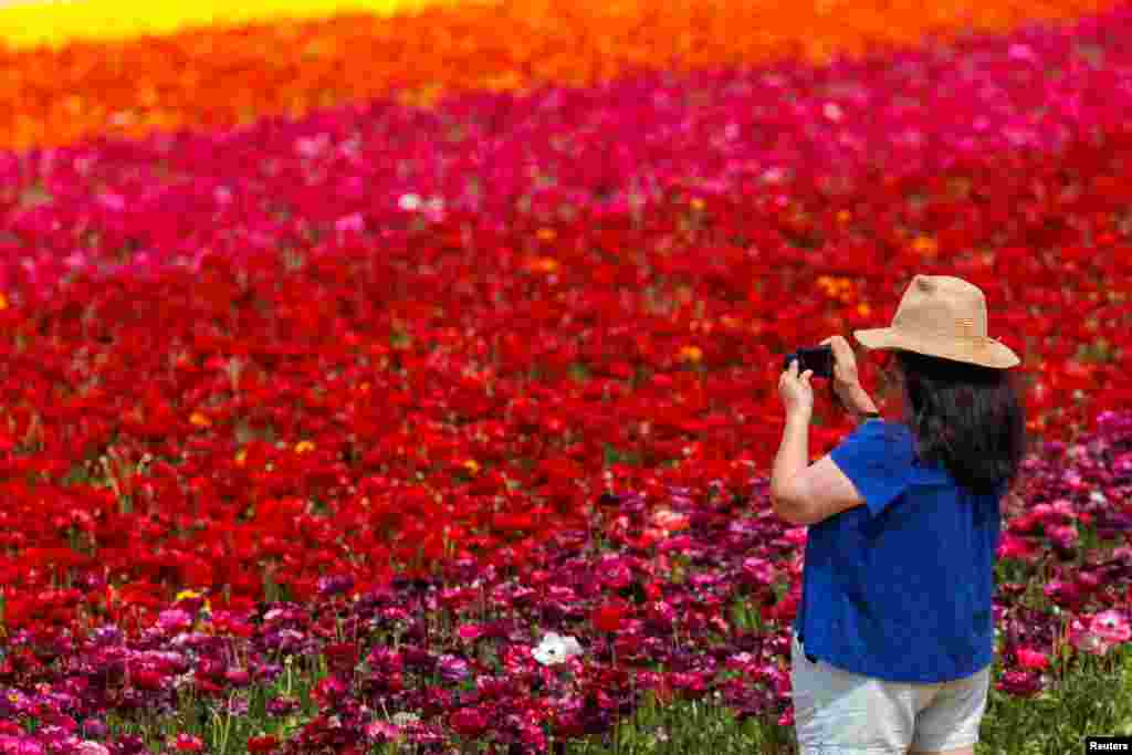 Një grua duke fotografuar sipërfaqet e lulëzuara me Tecolote Ranunculus në&nbsp;Karlsbed.&nbsp;