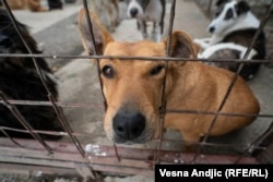 Zvaničnih podataka o broju napuštenih pasa u Srbiji nema