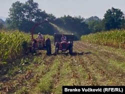 Siliranje kukuruza jedan je od načina "skraćivanja" sušnog perioda