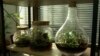 Terrariums - plants in jars - Podgorica, Montenegro - screenshot 02