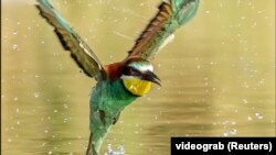 Shot of bird captured by Hasan Rimavi, palestinian photographer who captures stunning photos of animals and nature, Ramala, Palestine, March 2023.