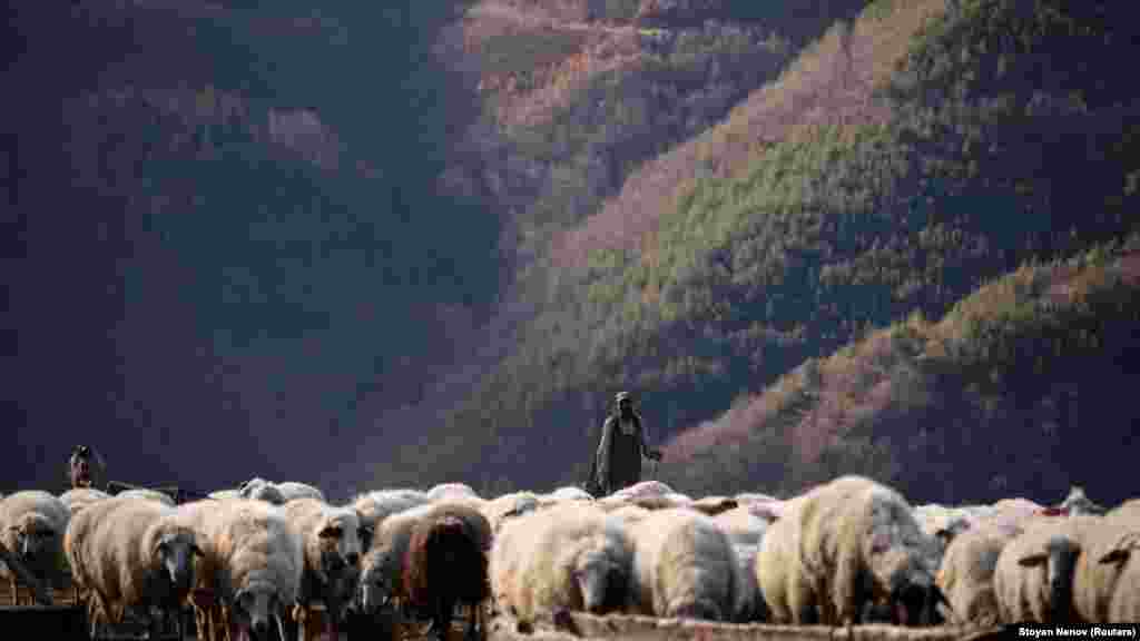 Ciobanul Jivko Memov mână oile la ferma Marianei Kehaiova din munții Rodopi, lângă Devin, Bulgaria.