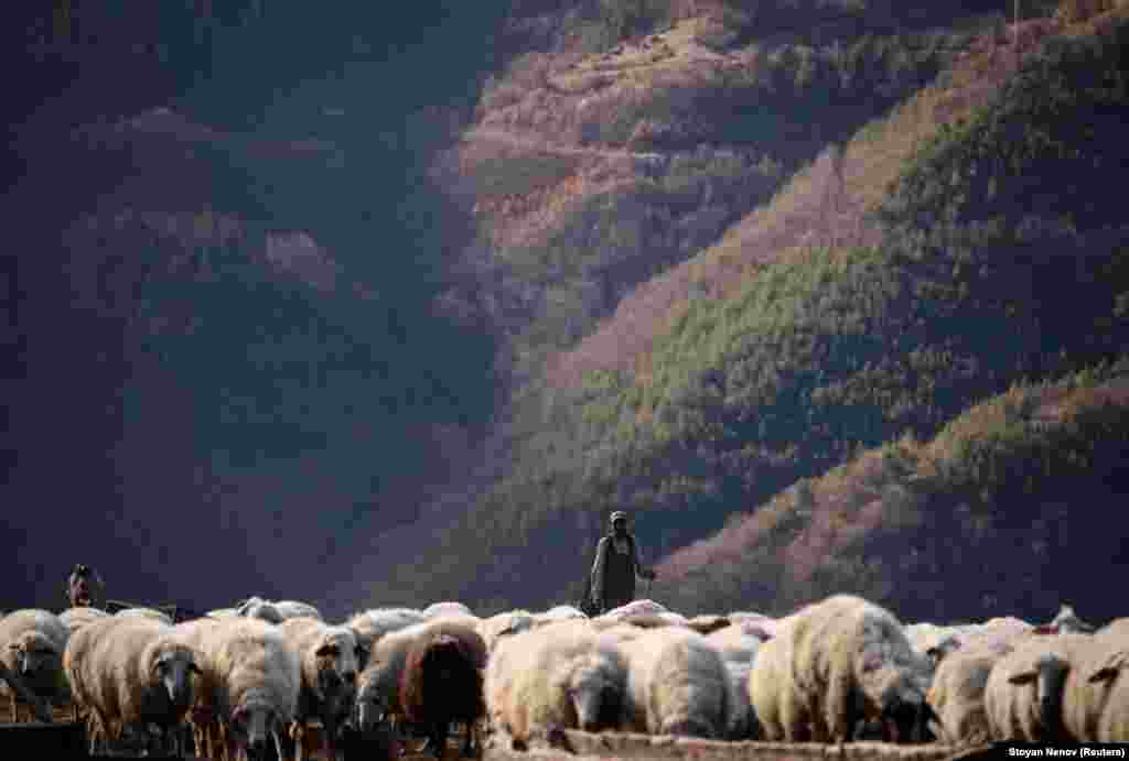 Shepherd Zhivko Memov walks behind sheep at Mariana Kehayova&#39;s farm in the Rhodope Mountains near Devin, Bulgaria.